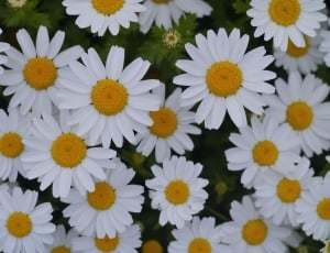 white and yellow flower lot thumbnail