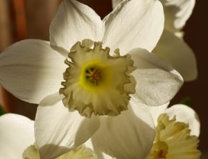 white and yellow petal flowers thumbnail