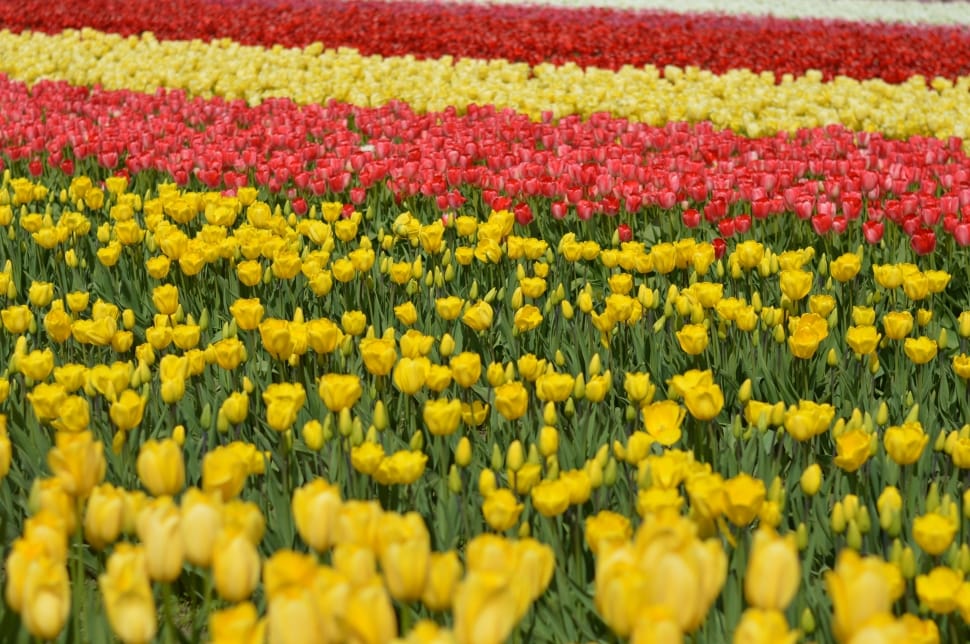 Spring, Nature, Tulips, Stem, Flower, yellow, agriculture preview