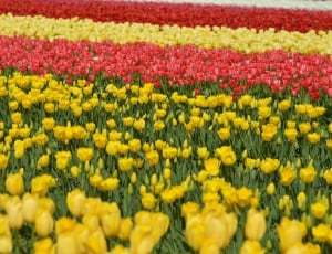 Spring, Nature, Tulips, Stem, Flower, yellow, agriculture thumbnail