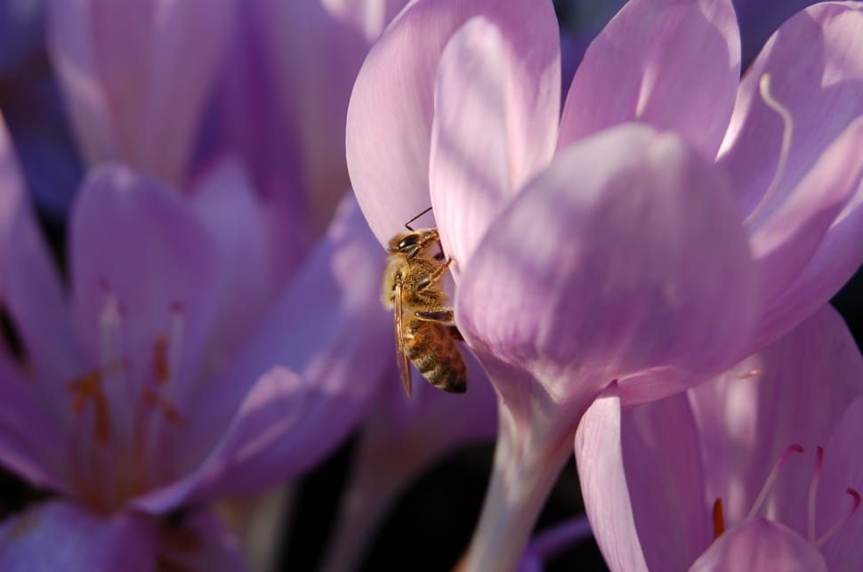 selective focus photography of bee on purple petaled flower preview