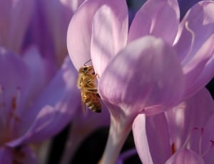 selective focus photography of bee on purple petaled flower thumbnail