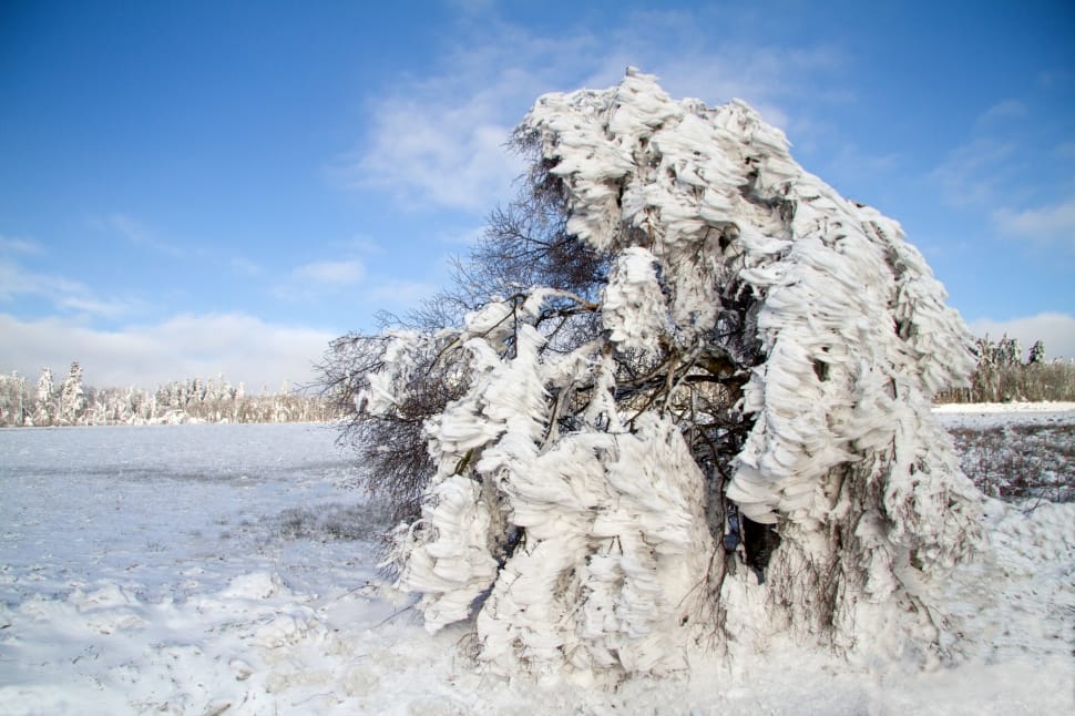 tree covered with snow during daytime preview