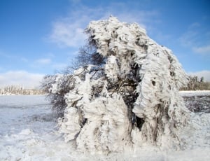 tree covered with snow during daytime thumbnail