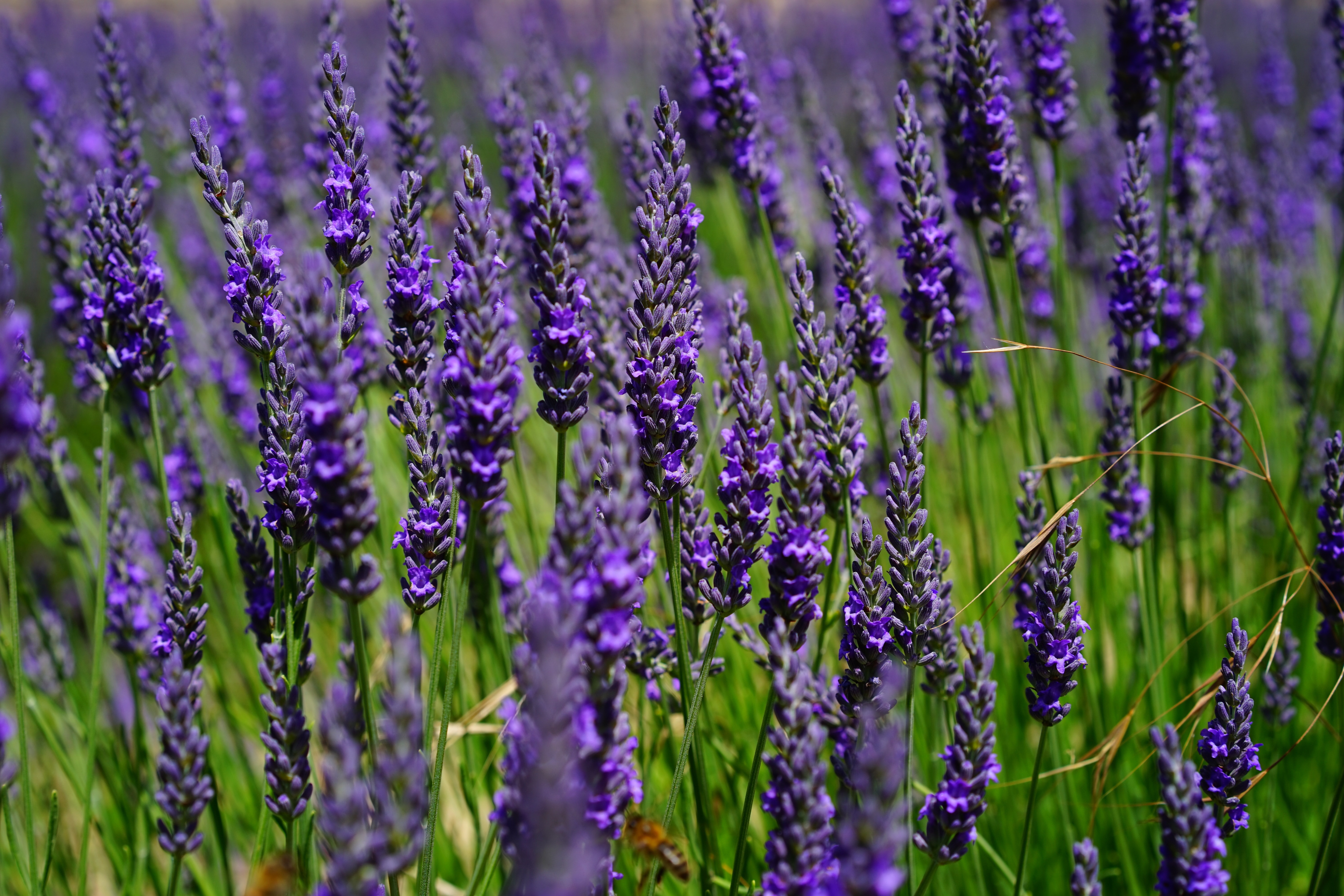 purple flowers lot