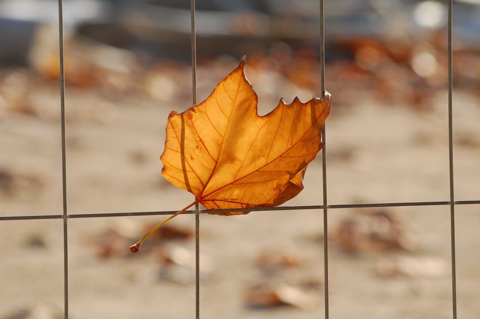 brown maple leaf on gray metal frame preview