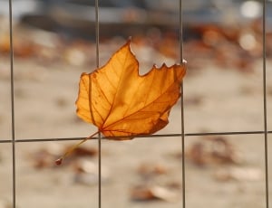 brown maple leaf on gray metal frame thumbnail