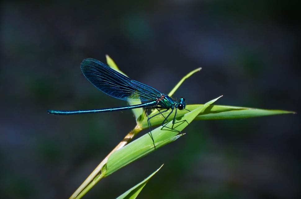 green dragon fly preview