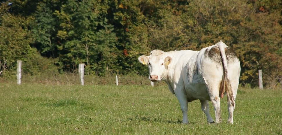 white cattle on grass field during daytime preview