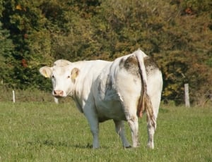 white cattle on grass field during daytime thumbnail