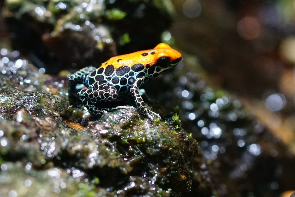 closeup photography of orange and black rainforest frog during daytime preview