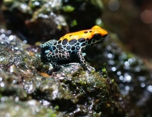 closeup photography of orange and black rainforest frog during daytime thumbnail