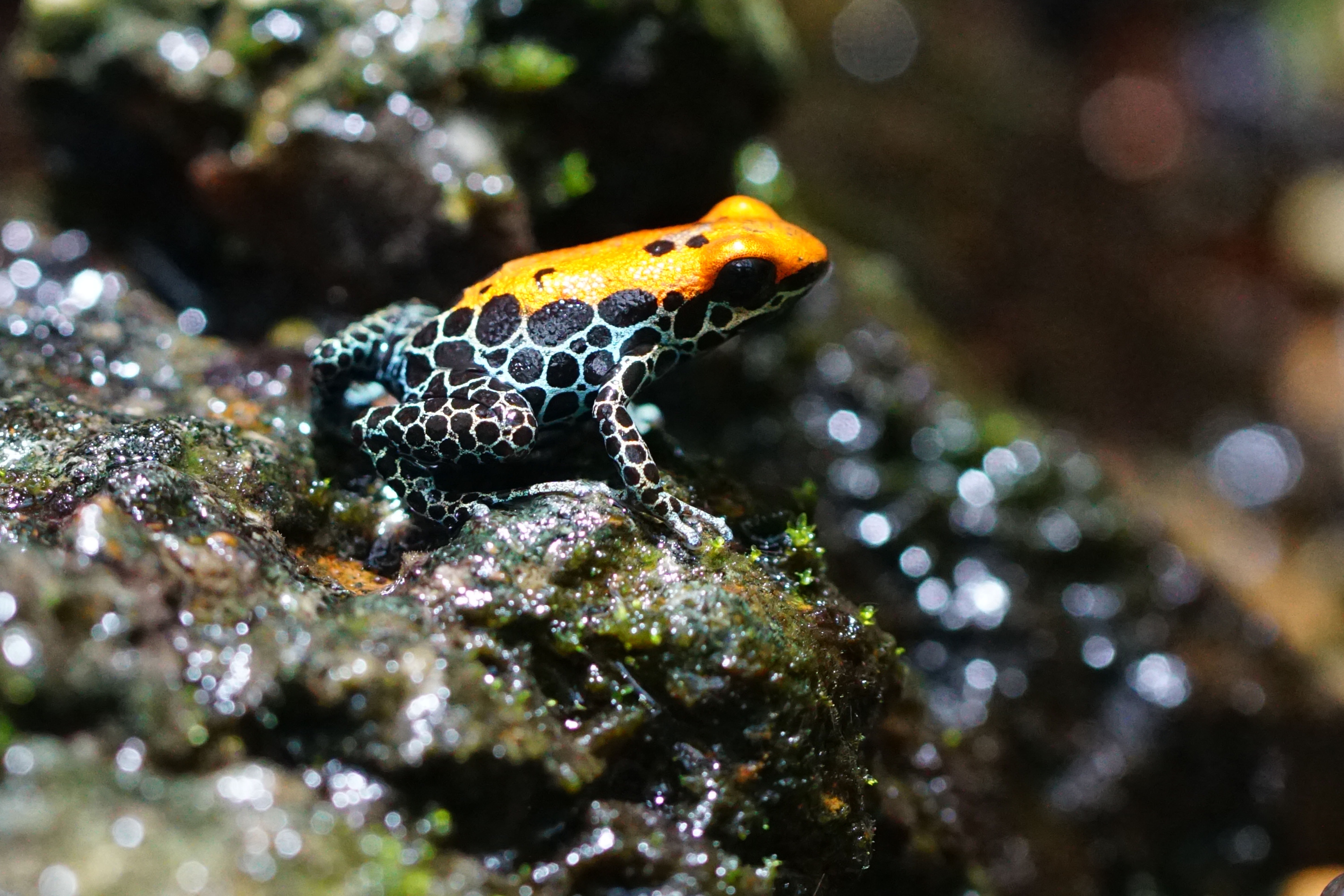 closeup photography of orange and black rainforest frog during daytime