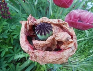 brown red green and purple flower thumbnail