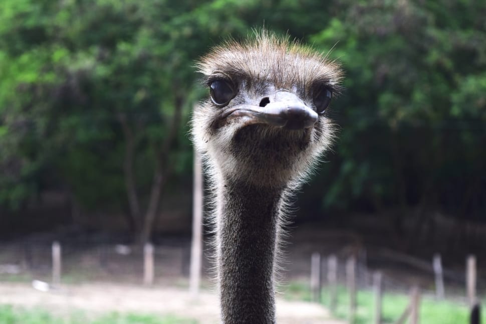 shallow photography of ostrich  during daytime preview