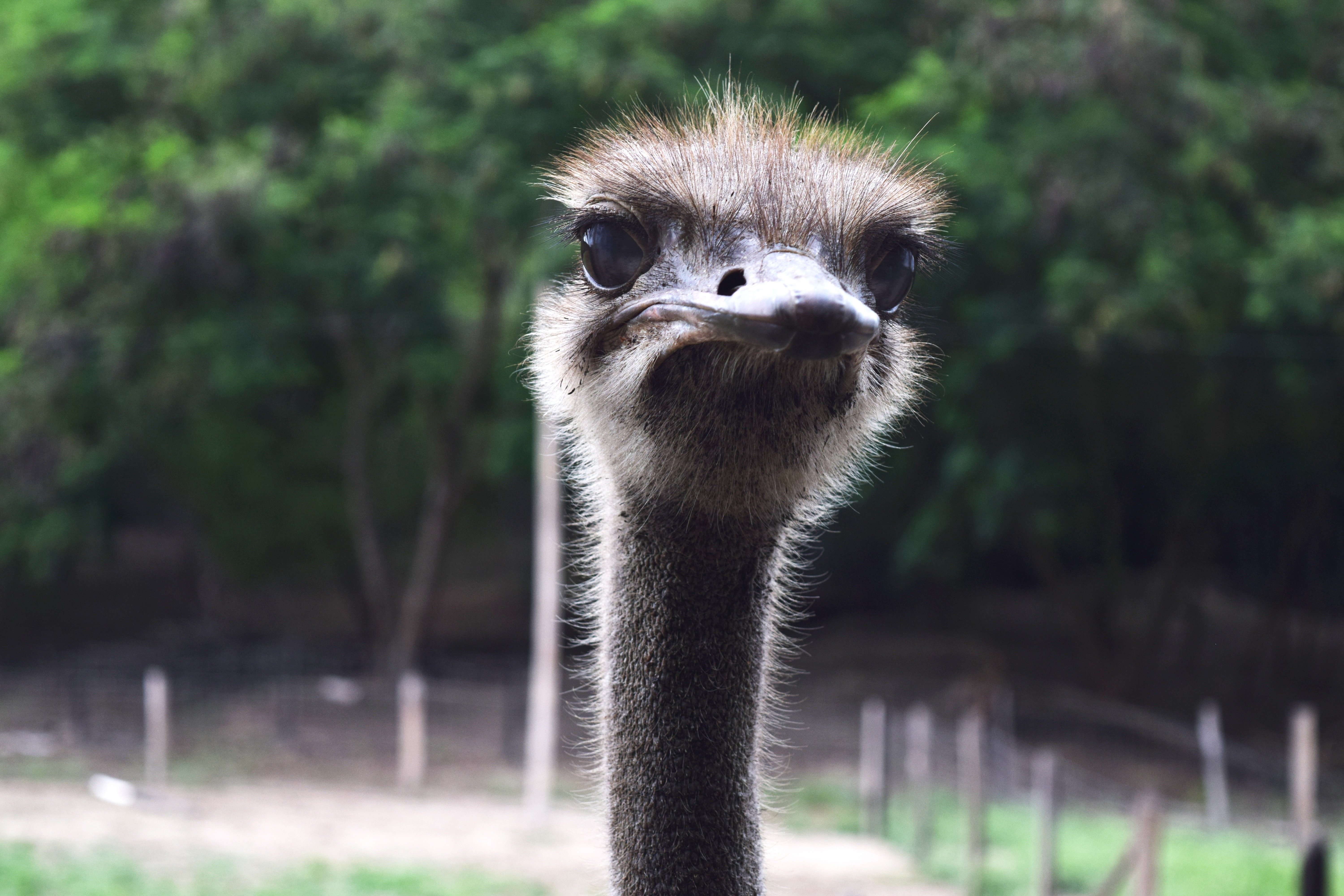shallow photography of ostrich  during daytime