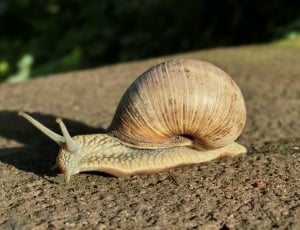 brown snail during daytime thumbnail