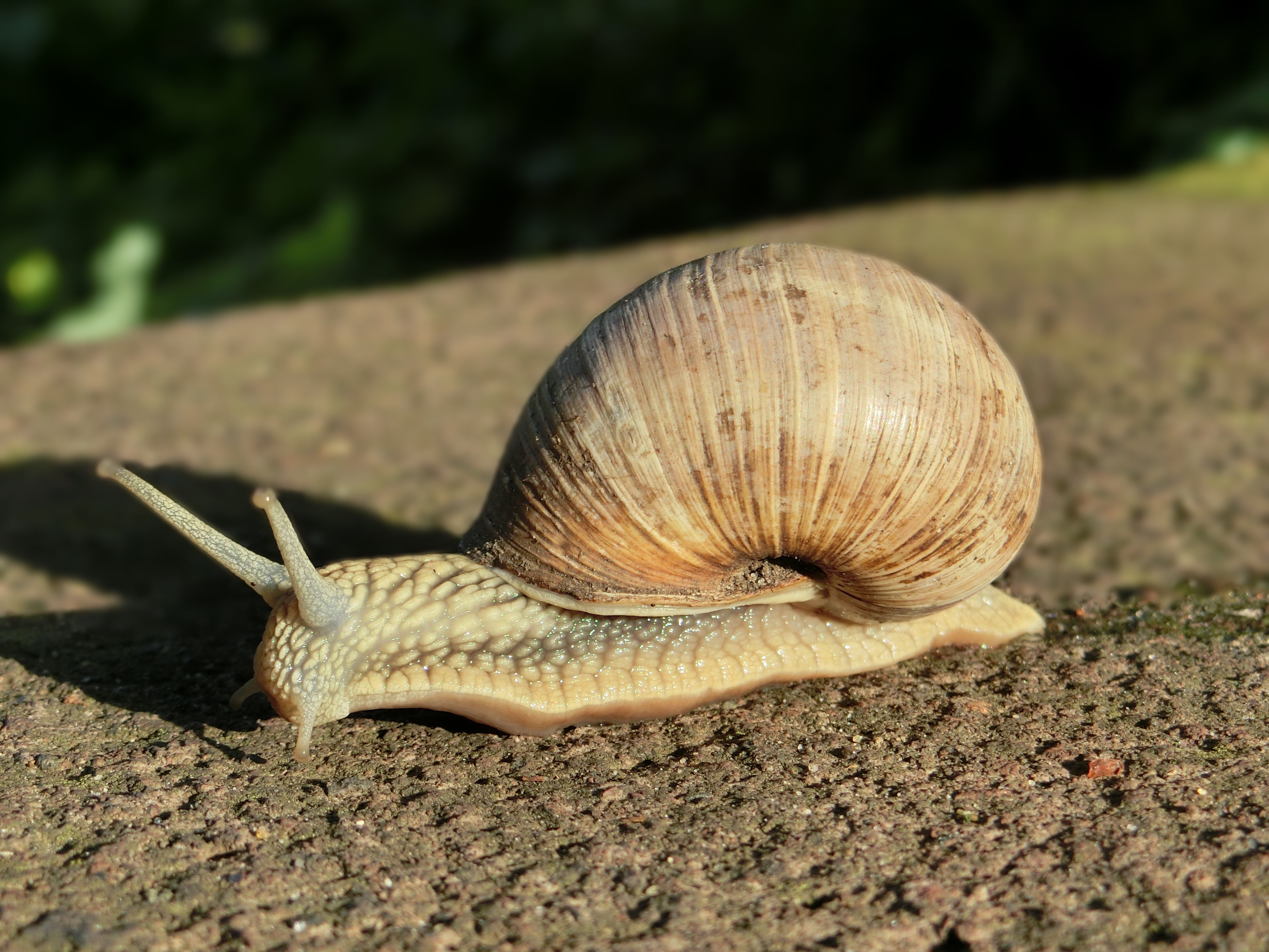 brown snail during daytime