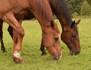 two brown horses on green grass field thumbnail