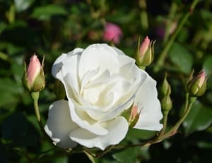 white rose thumbnail