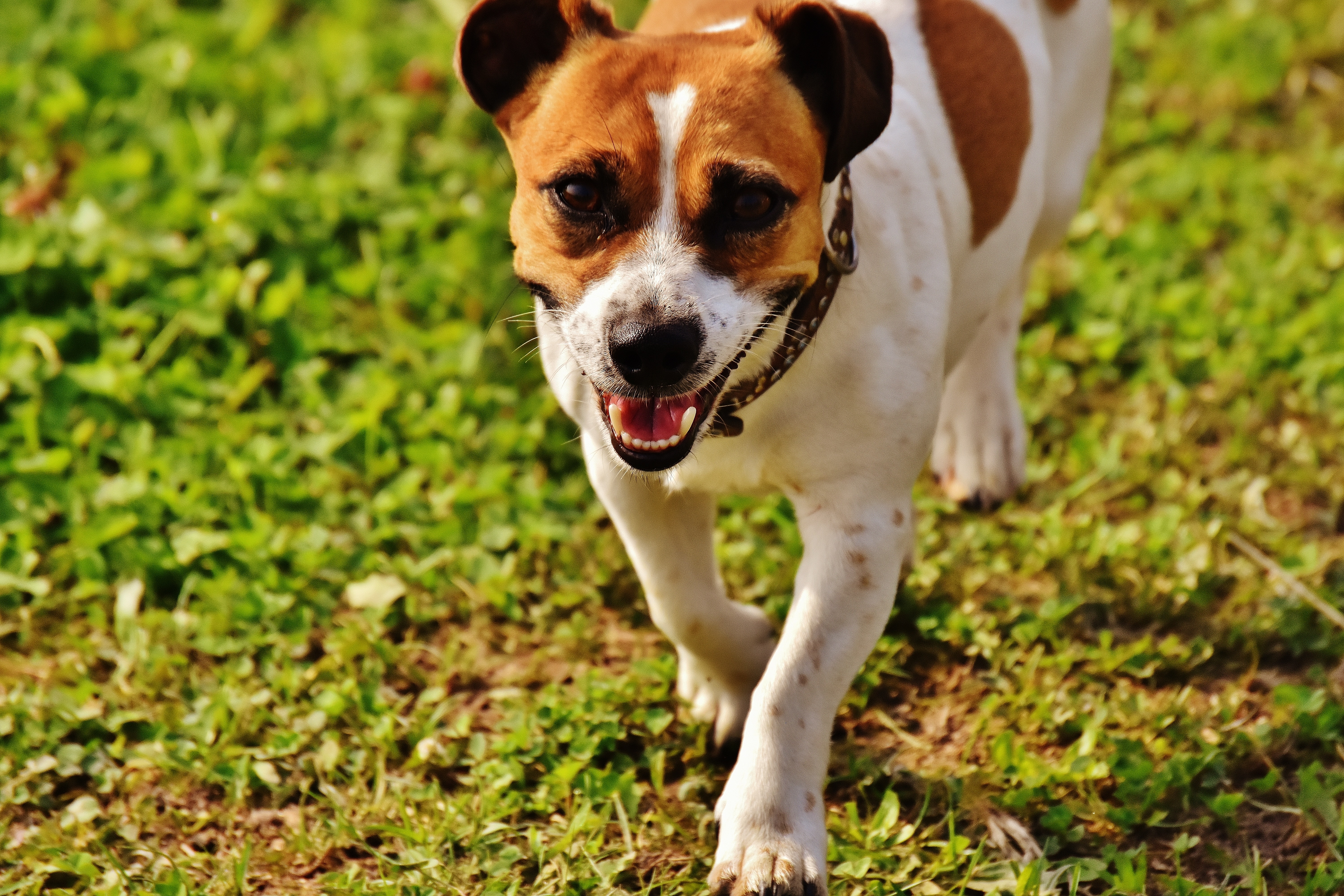 white and brown short coat medium breed dog