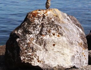 Sperling, Sparrow, Lake, River Stone, sea, rock - object thumbnail