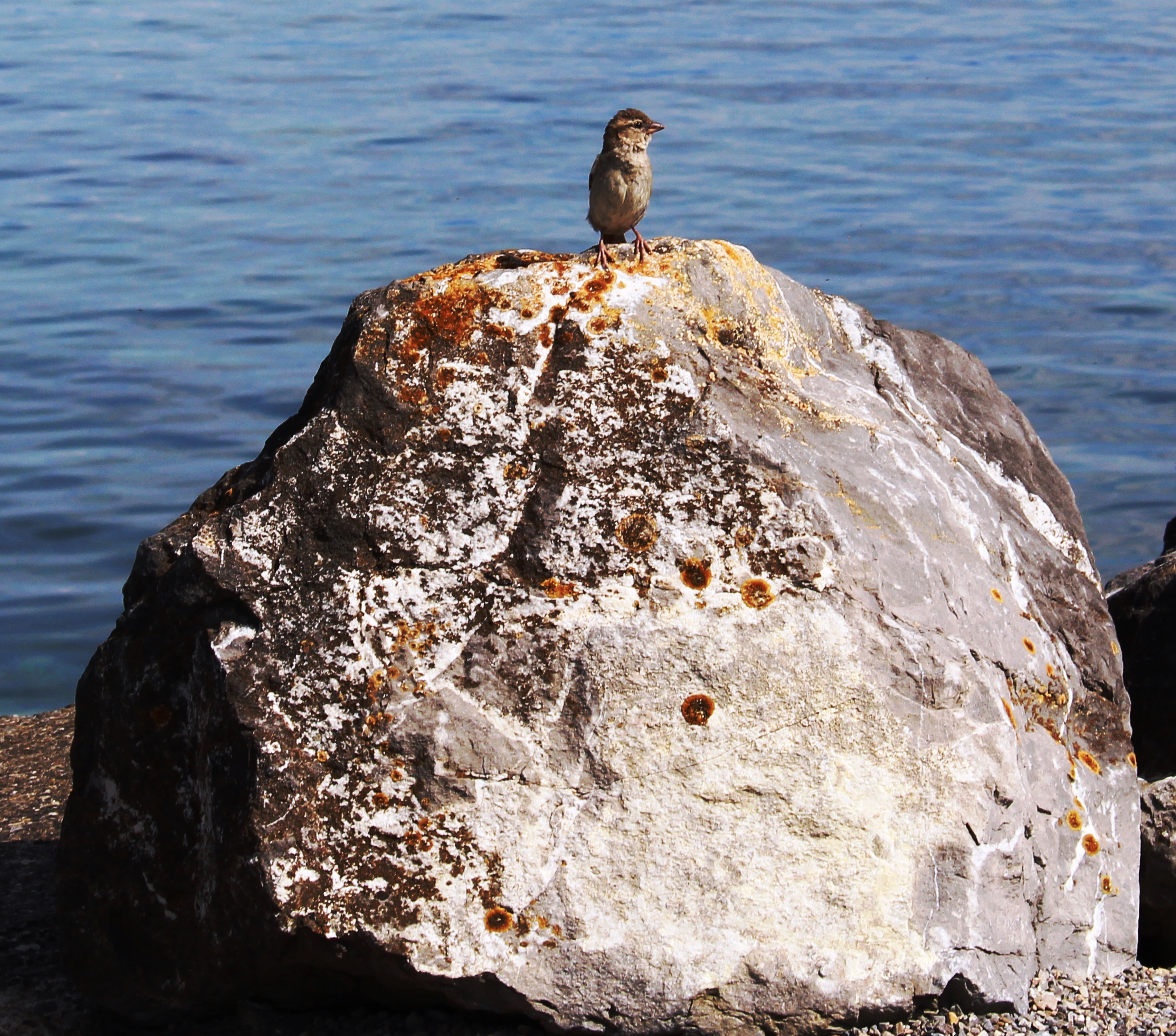 Sperling, Sparrow, Lake, River Stone, sea, rock - object
