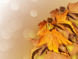 Tree, Autumn, Maple, Fall, Leaves, autumn, leaf thumbnail