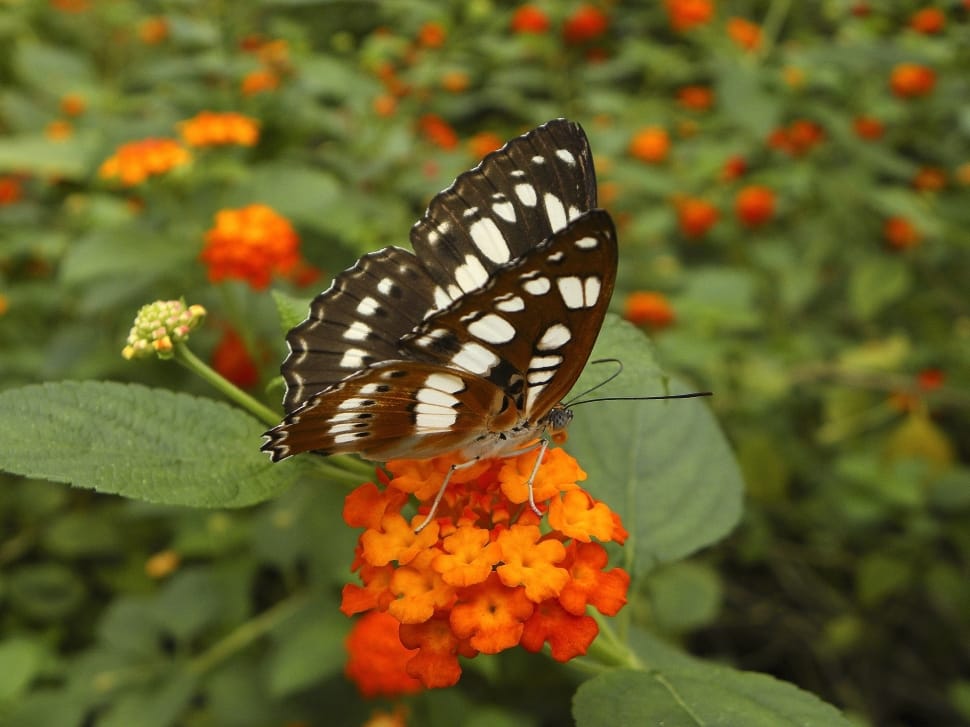 Butterfly, Insects, Butterflies, Insect, butterfly - insect, flower preview