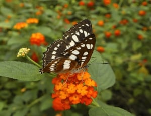 Butterfly, Insects, Butterflies, Insect, butterfly - insect, flower thumbnail