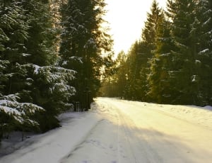 Tree, Winter, Way, Snow, Forest, snow, winter thumbnail