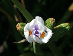 white and purple iris thumbnail