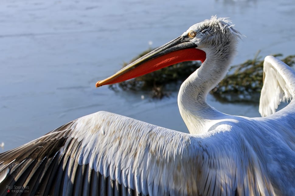 white pelican bird preview