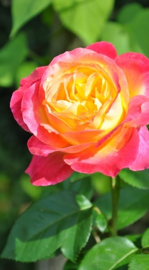 closeup photo of yellow and pink rose thumbnail