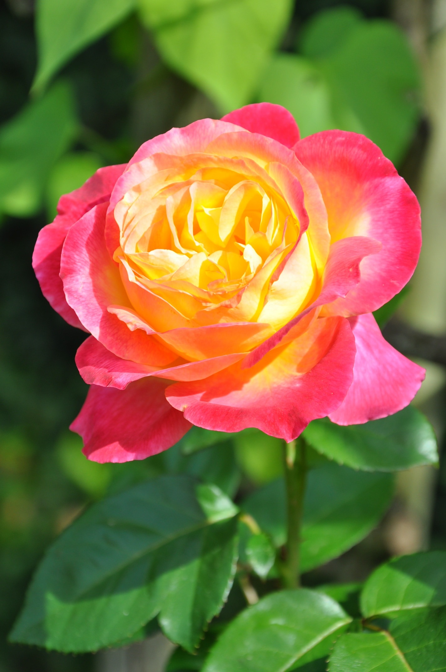 closeup photo of yellow and pink rose