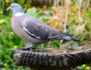 gray black and teal pigeon thumbnail