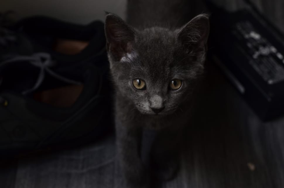 russian blue cat preview
