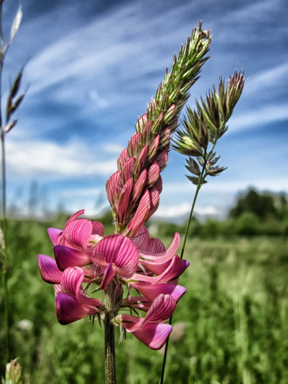 Sainfoin, Flower, Plant, Sky, Clouds, pink color, nature preview
