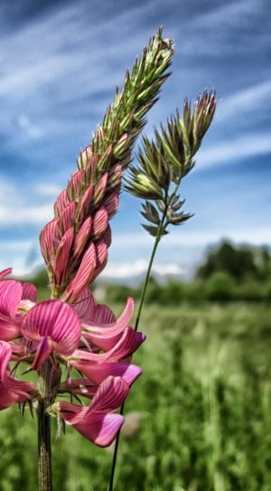Sainfoin, Flower, Plant, Sky, Clouds, pink color, nature thumbnail