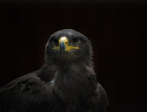 black falcon thumbnail