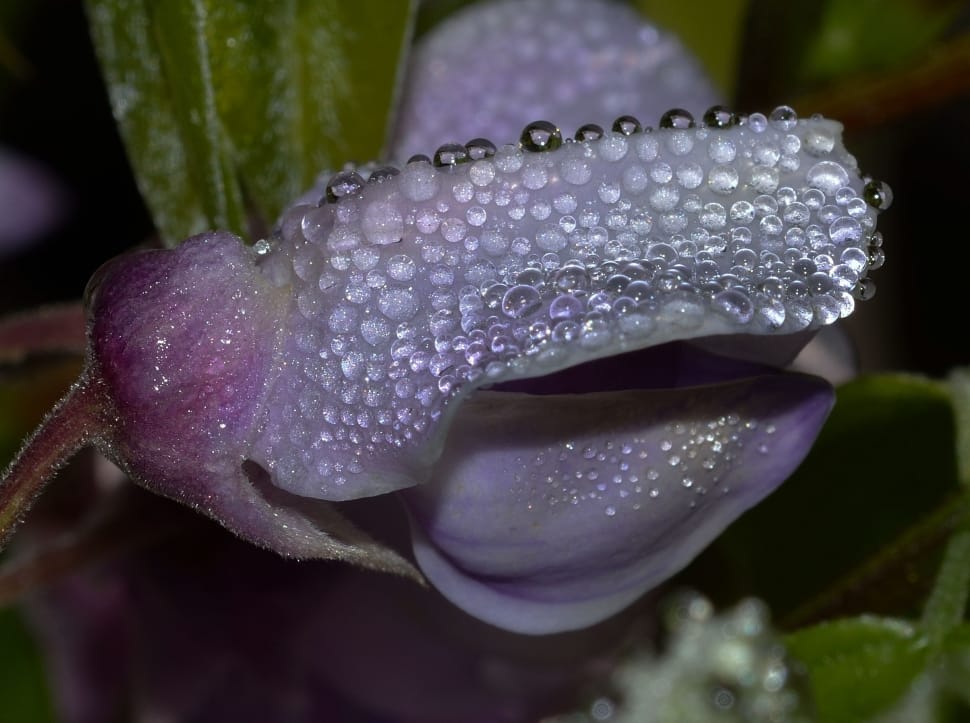 Flower, Wisteria, Nature, Bud, close-up, purple preview