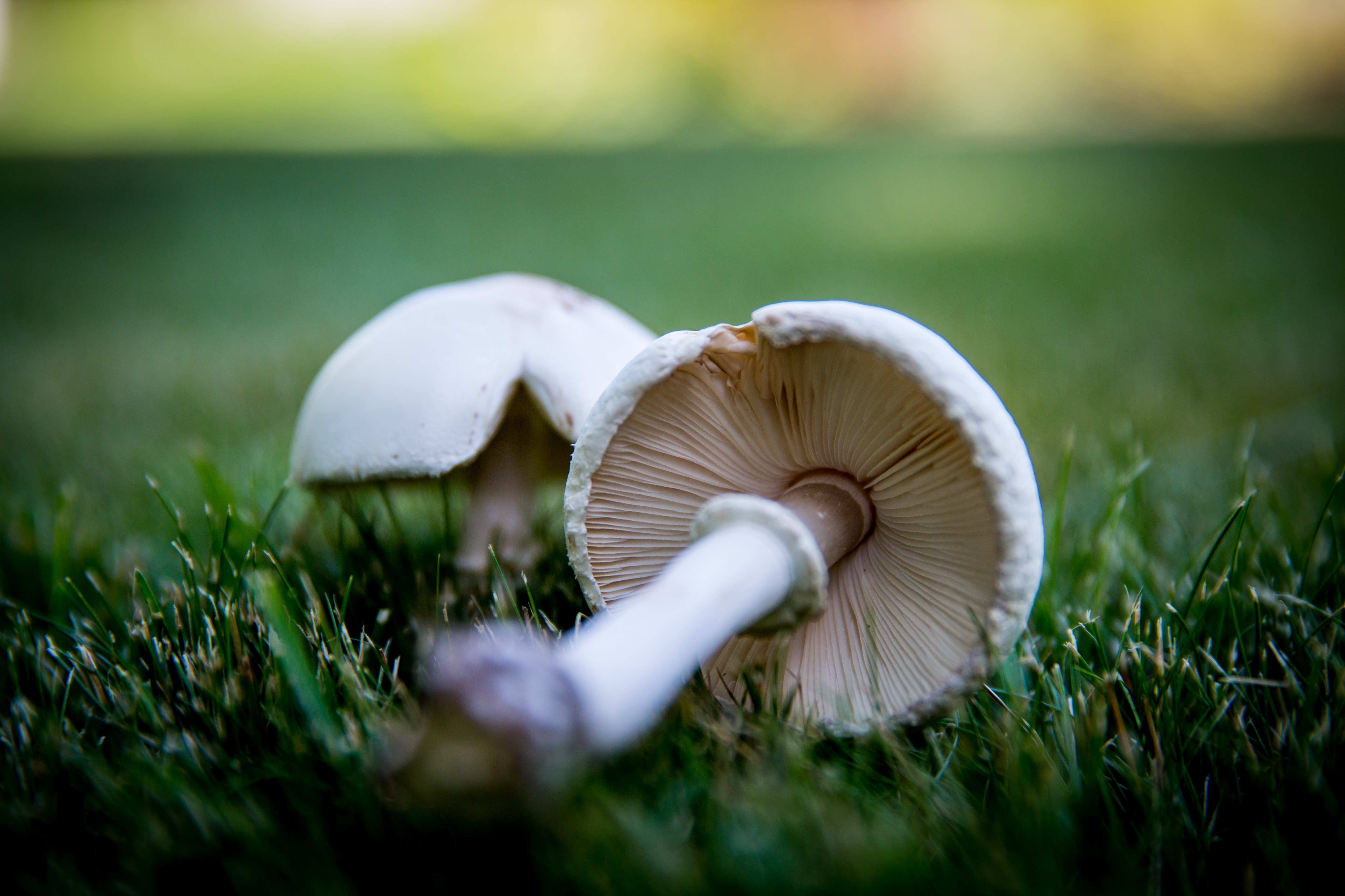 2 white mushrooms