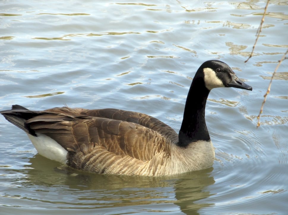 brown and black duck on water preview