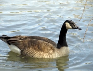 brown and black duck on water thumbnail