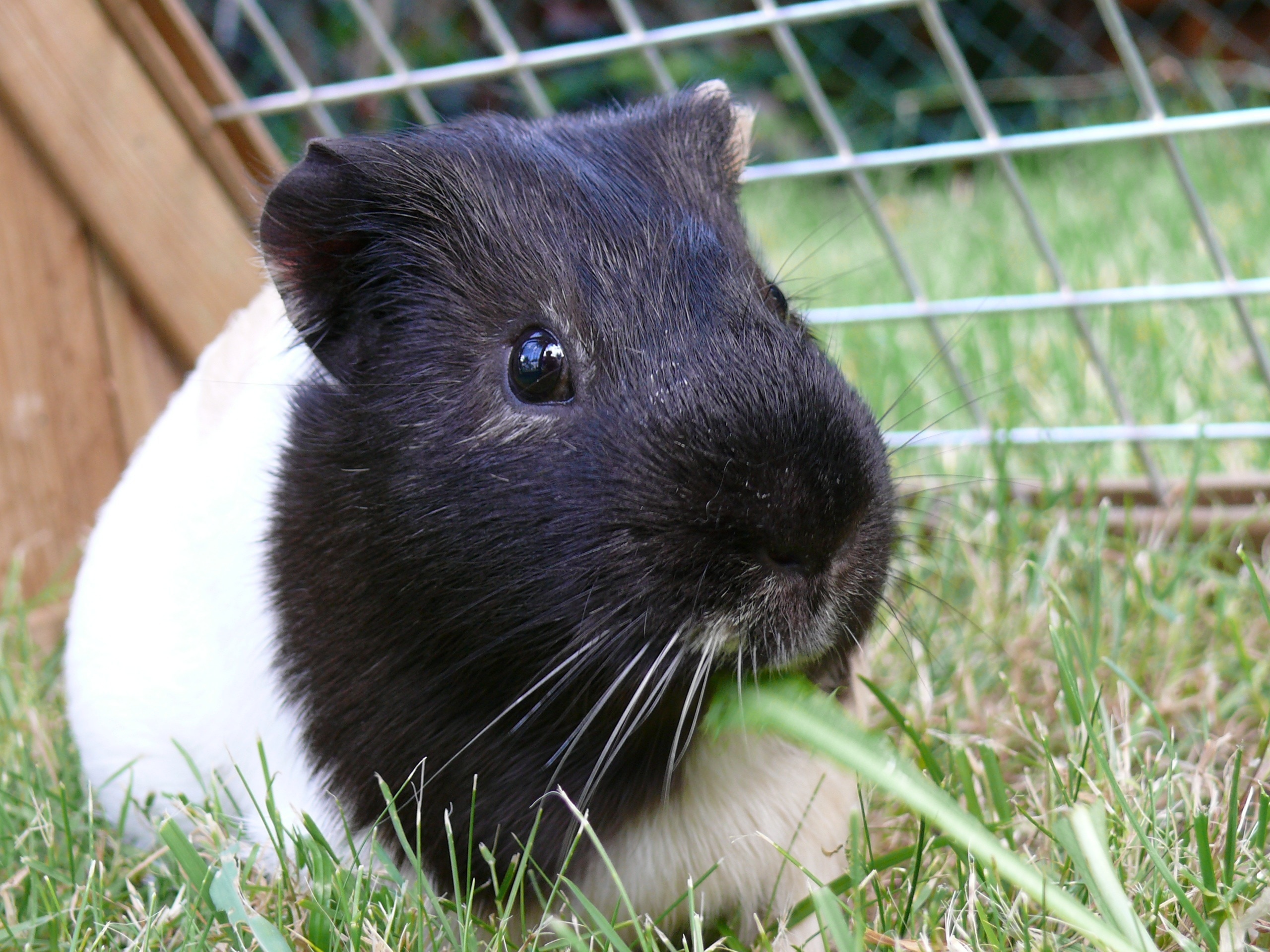 close up photo of black and white guinea pig on grass