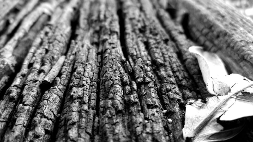 grayscale photo wood trunk preview