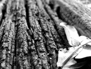 grayscale photo wood trunk thumbnail