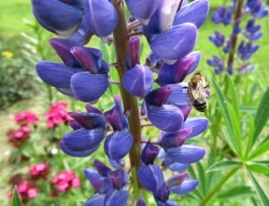 Flowers, Blue Violet, Green, Plant, Bee, flower, purple thumbnail