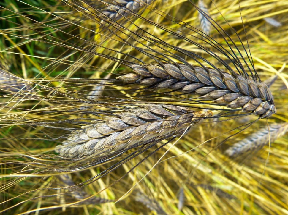 closeup photography of wheat preview