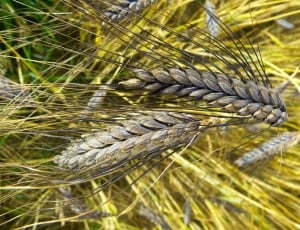 closeup photography of wheat thumbnail